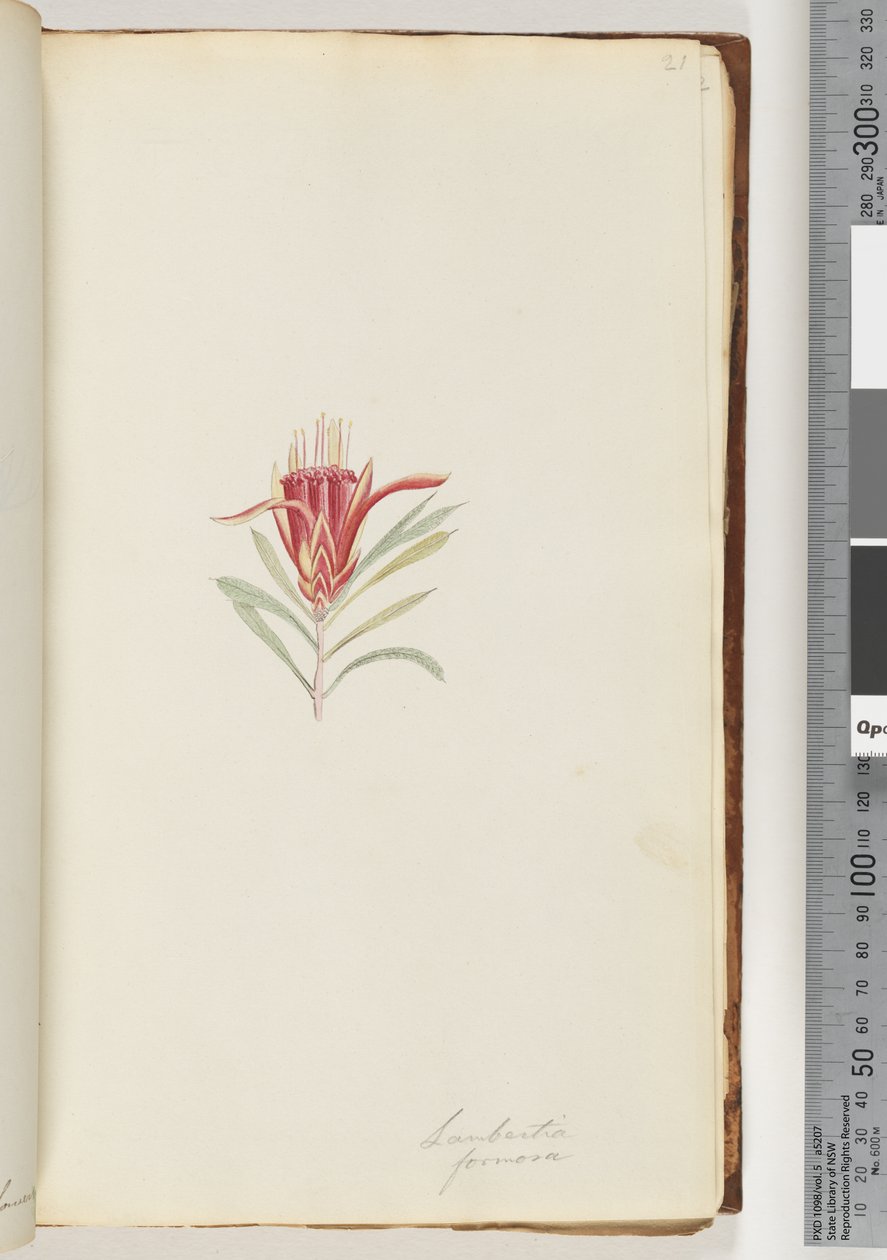 Sayfa 21. Lambertia formosa / Dağ Şeytanı by Unknown artist