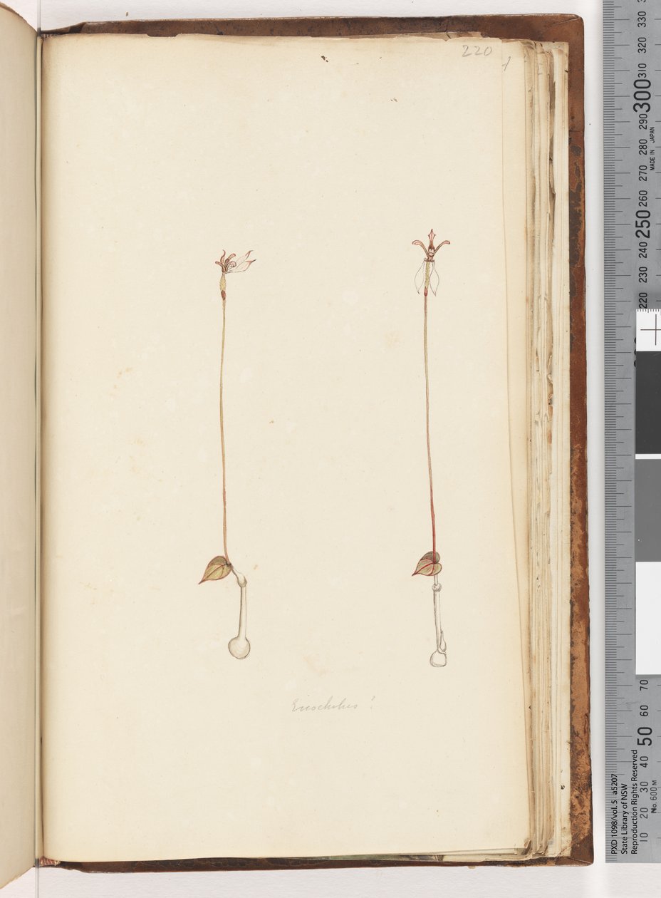 Sayfa 220. Enochelus ? by Unknown