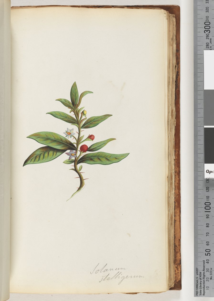Sayfa 78a. Solanum stelligerum / Yıldız itüzümü by Unknown artist