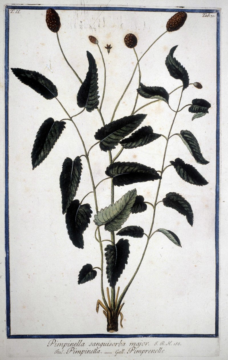 Pimprenelle: Pimpinella Sanguisorba majör. by Unknown artist