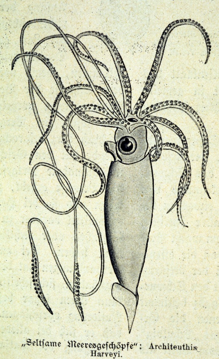 Architeuthis Harveyi