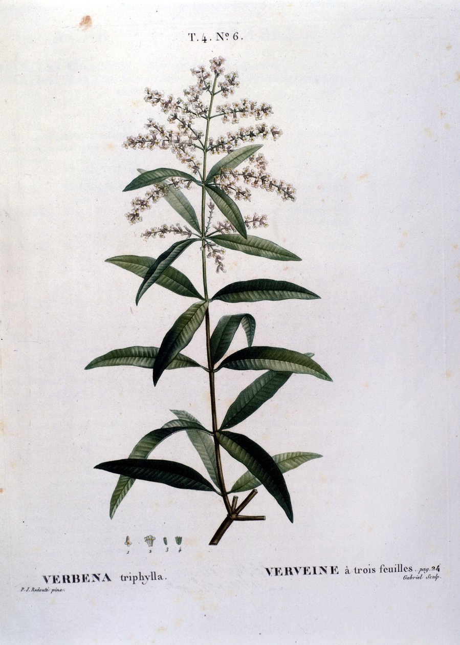 Verbena. 19. yüzyıl gravürü. by Unknown artist