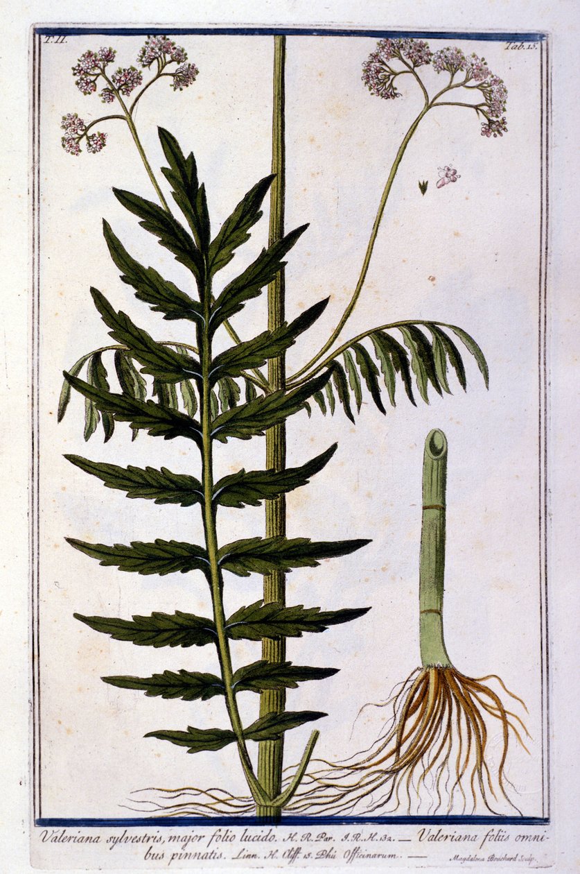 Kediotu. 18. yüzyıl gravürü. by Unknown artist