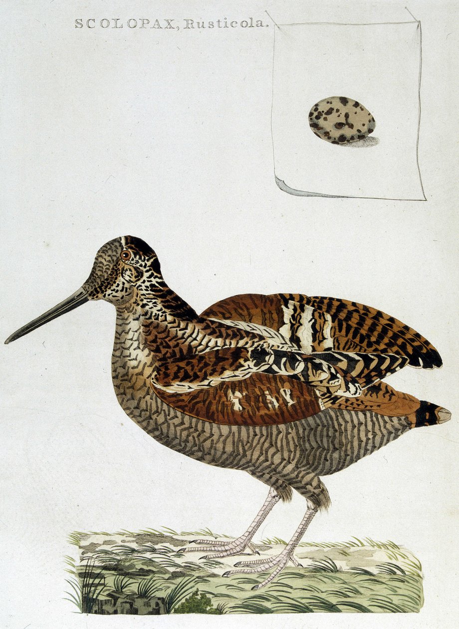 Ahşap kaplama ve yumurta (scolopax rusticola) - gravür by Unknown artist