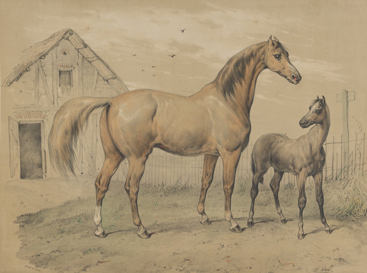 Kısrak ve Tay, 19. yüzyıl. by Victor Adam