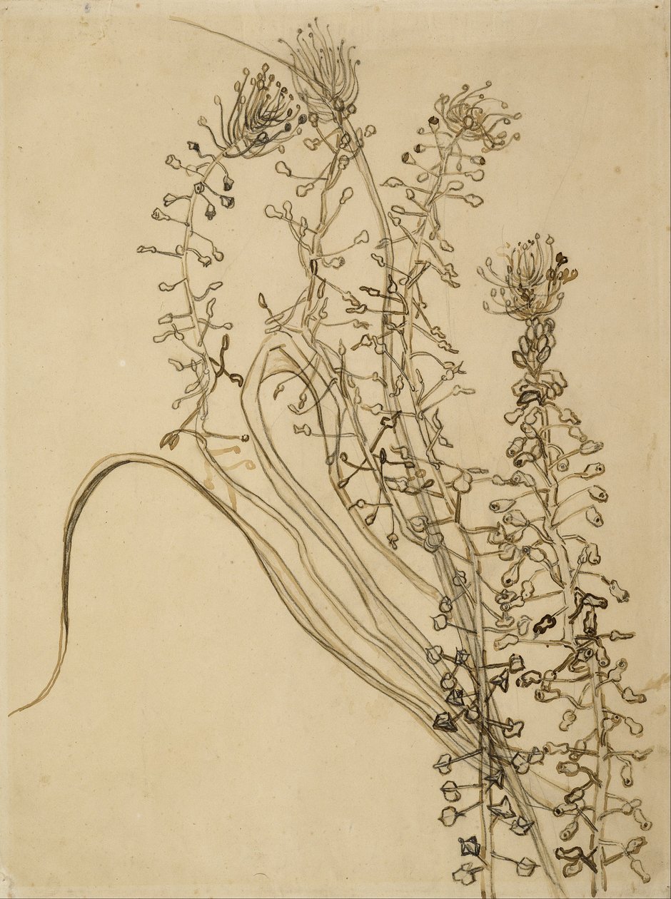 püskül sümbül by Vincent van Gogh