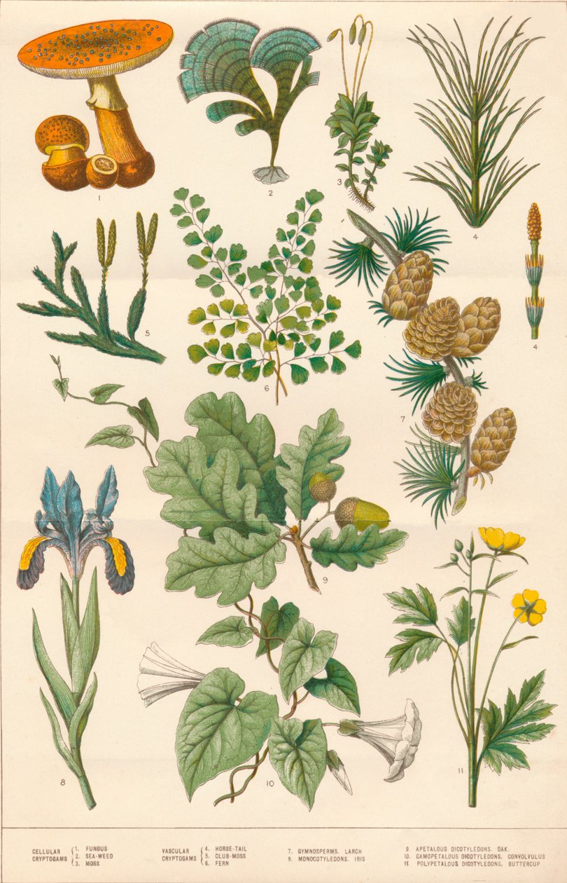 Botanik illüstrasyon, c1880