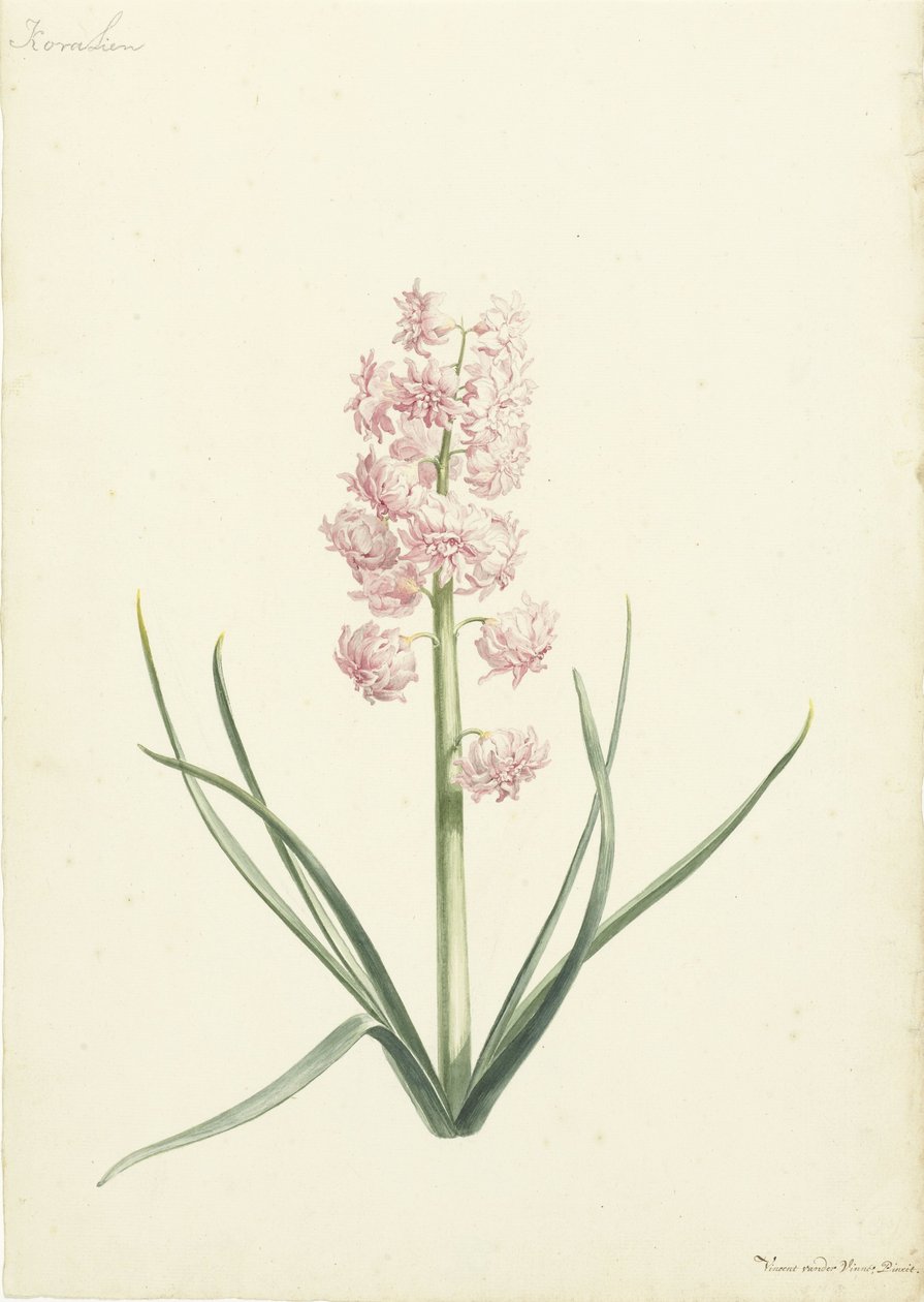 Sümbül Coralien by Vincent Laurensz. van der Vinne (II)