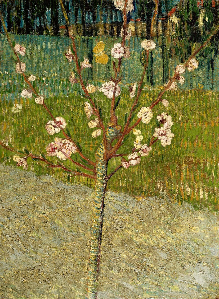 Badem ağacı çiçek açmış, 1888 by Vincent van Gogh