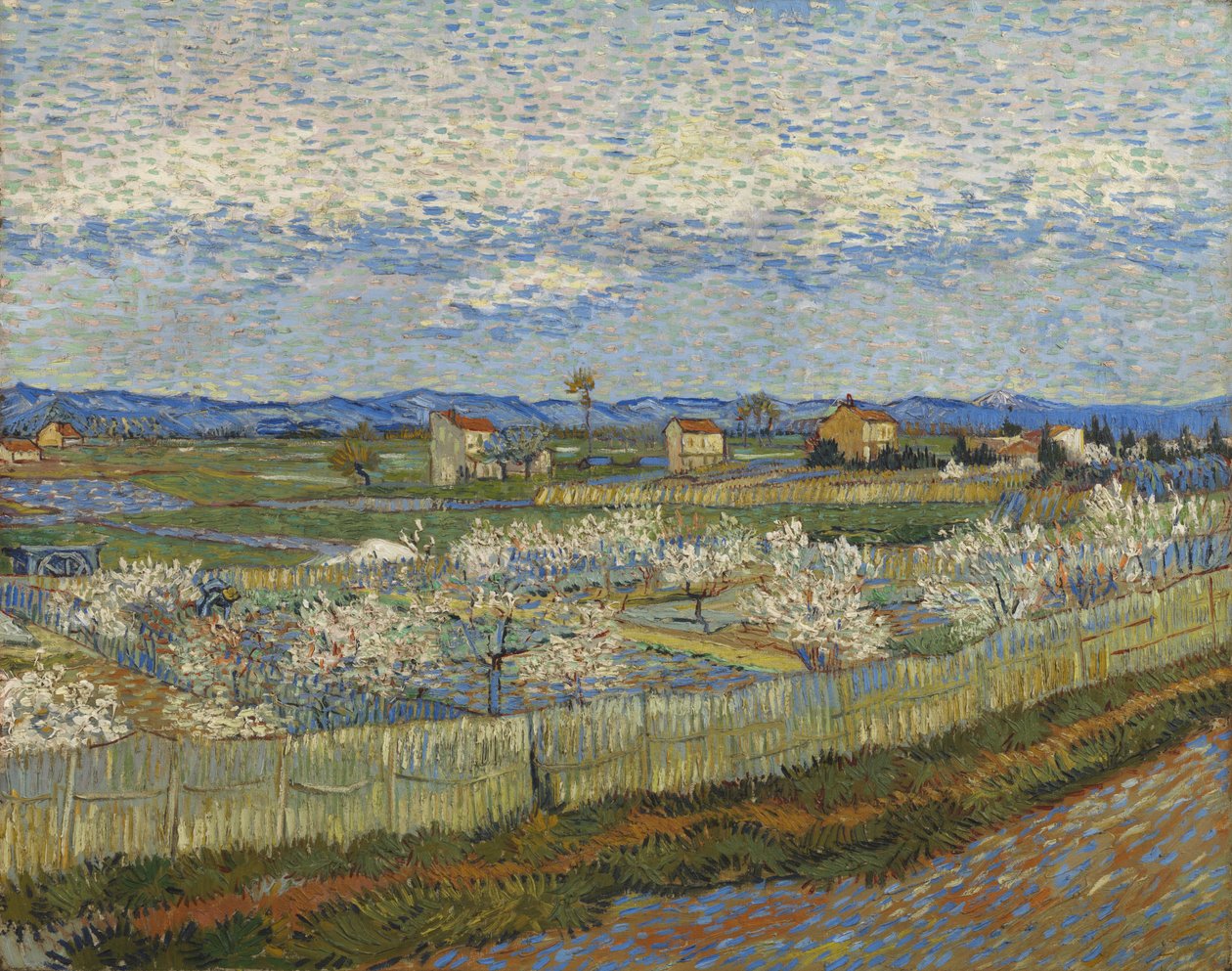 Blossom