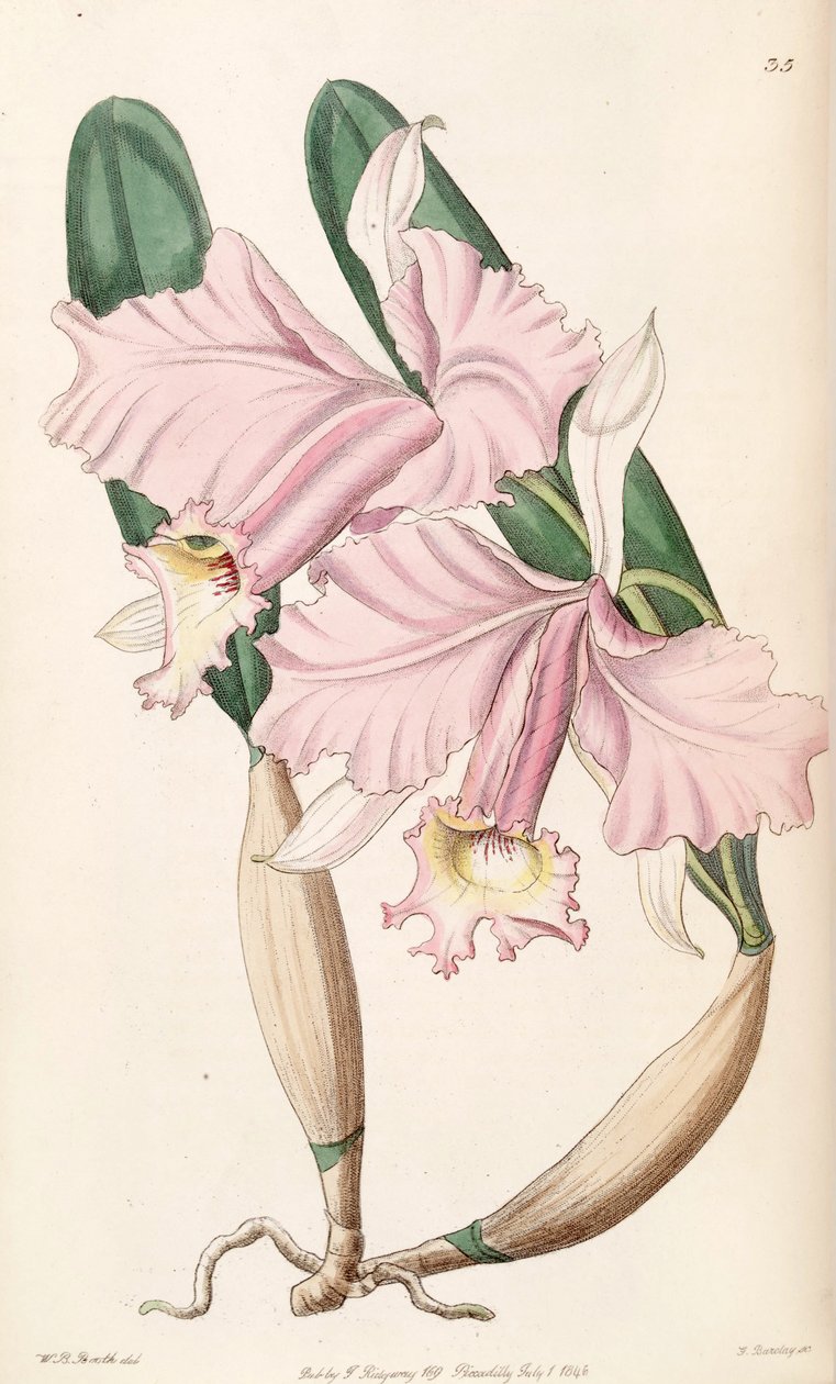 Cattleya labiata (sensin. Cattleya limoniana olarak) by W. B. Booth