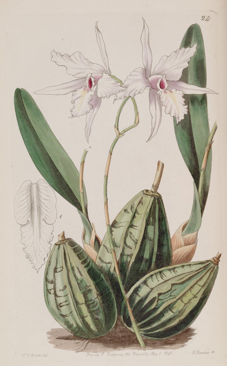 Laelia rubescens (sin. Laelia acuminata olarak) by W. J. Booth