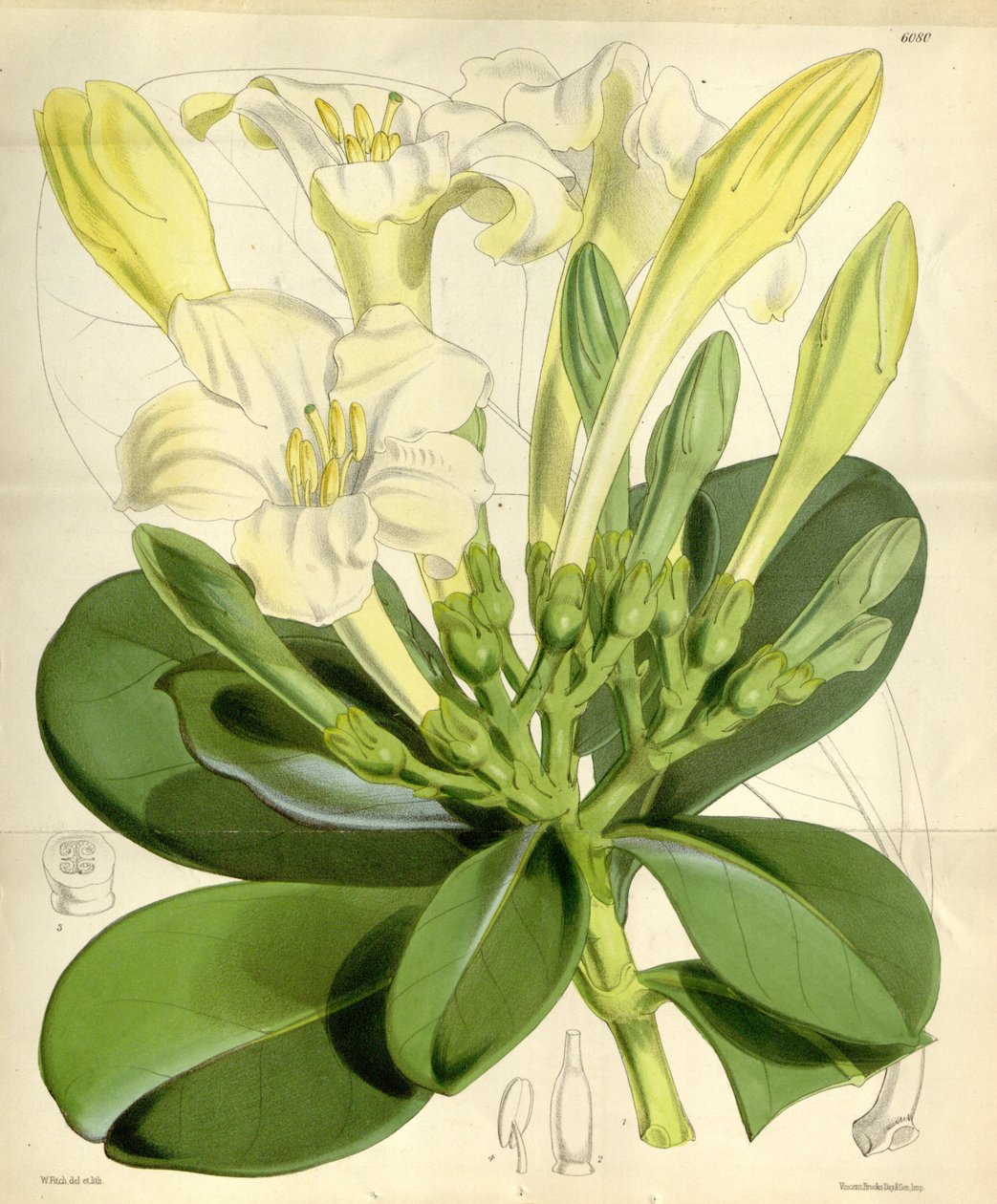Fagraea ceilanica by W.H. Fitch