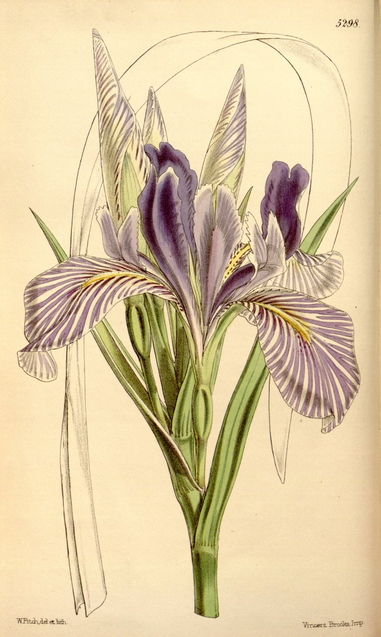 iris longipetala by W.J.Hooker