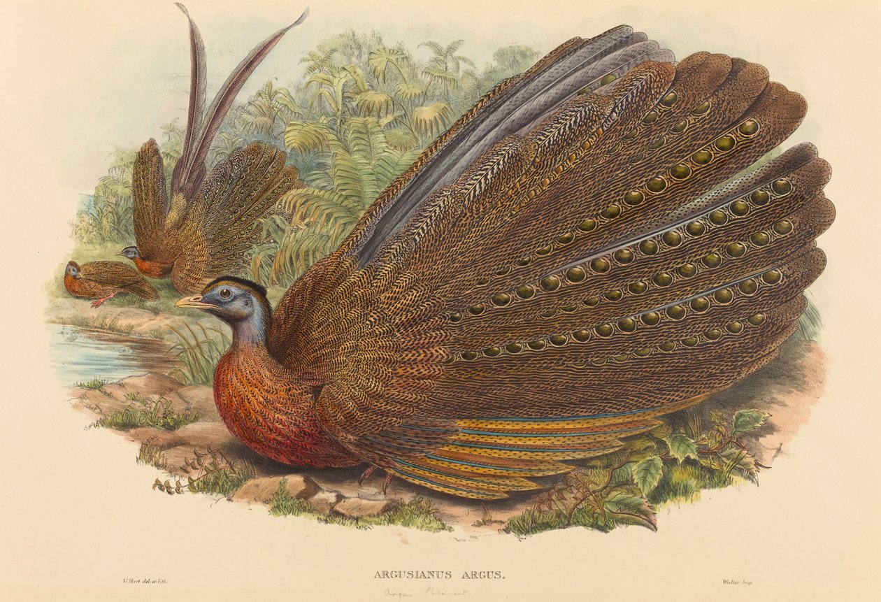 Argus Sülün (Argusianus Argus) by W. Hart