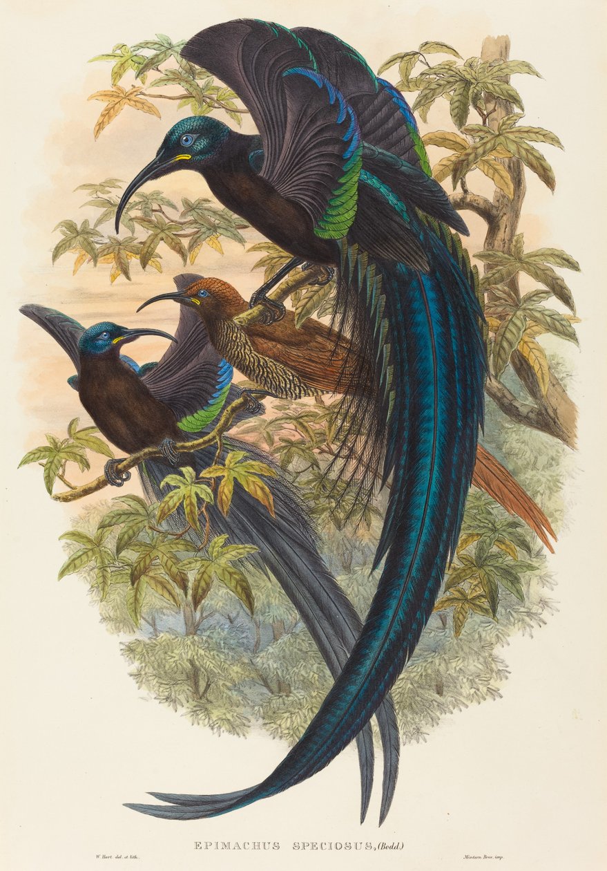 Epimachus speciosus (Orak gagalı cennet kuşu) by W. Hart