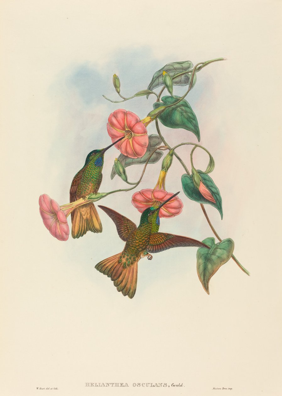Helianthea osculans (Buff-tailed Star-Frontlet) by W. Hart