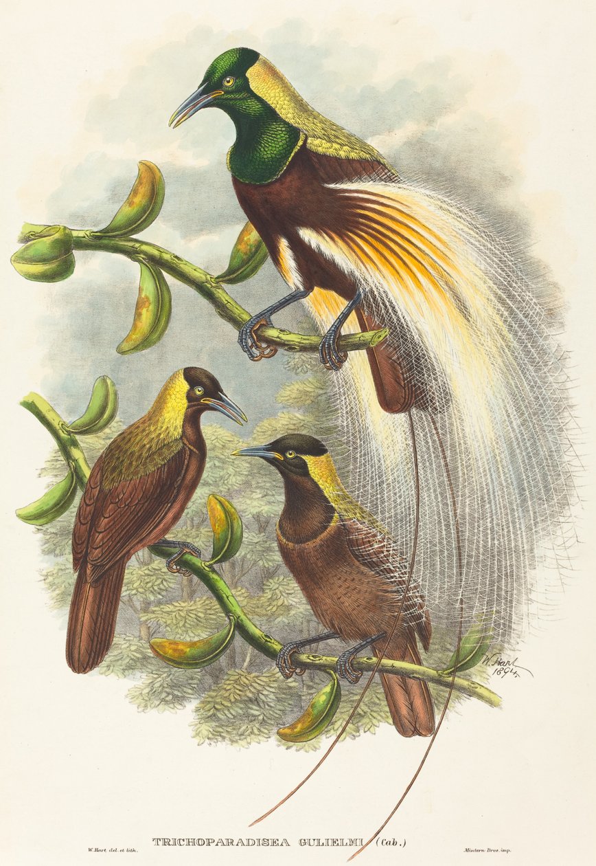 Trichoparadisea Gulielmi by W. Hart