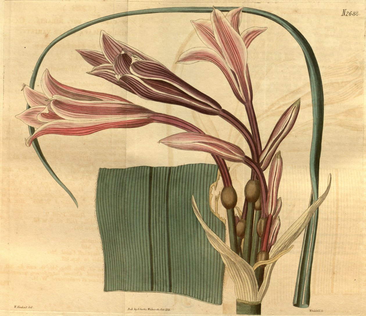 krinum bulbispermum by W. Herbert
