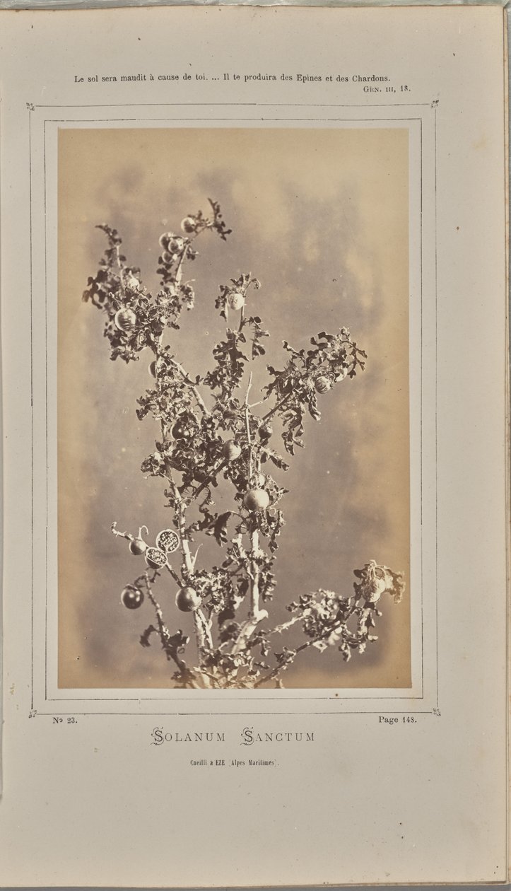 by W. de Bray