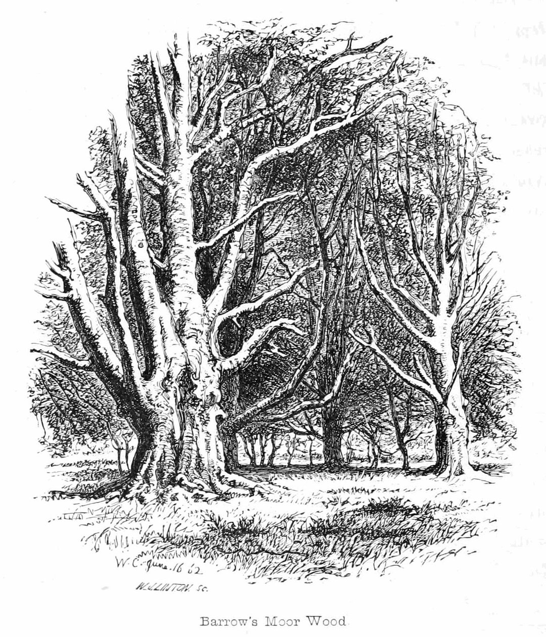 Höyükler Moor Wood by Walter Crane