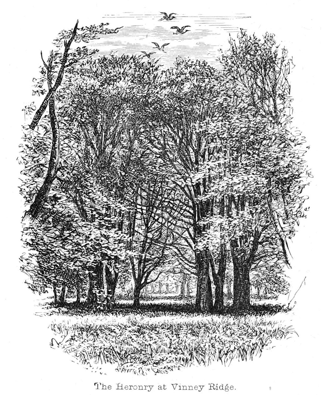 Vinney Ridge
