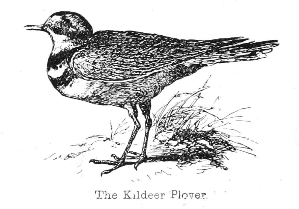 Kildeer Plover by Walter Crane