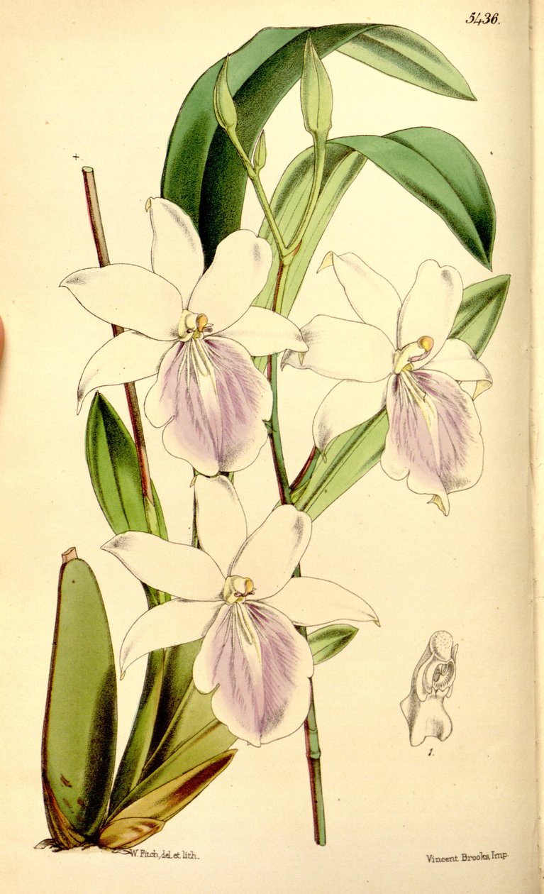 Miltonia regnellii çizimi by Walter Hood Fitch