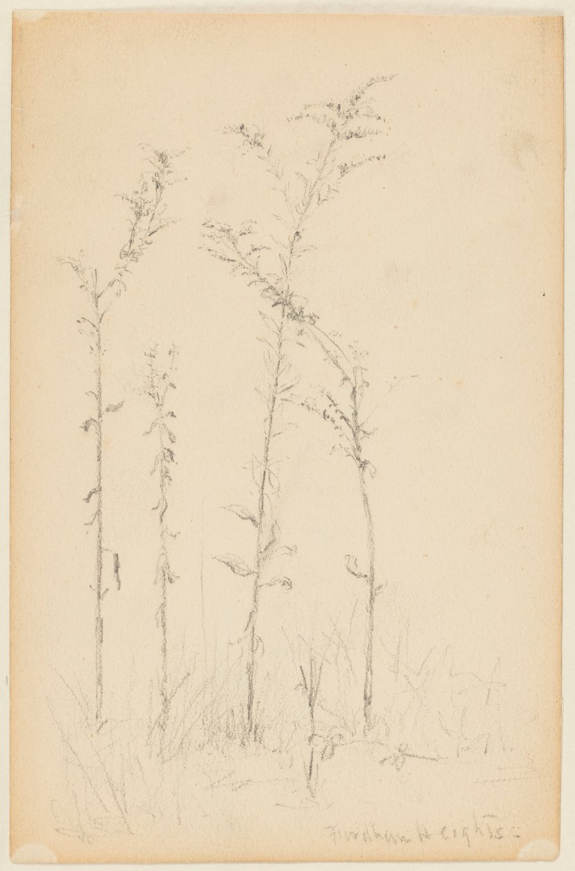 Yabani Bitkiler Çalışması, Fordham Heights by Walter Clark