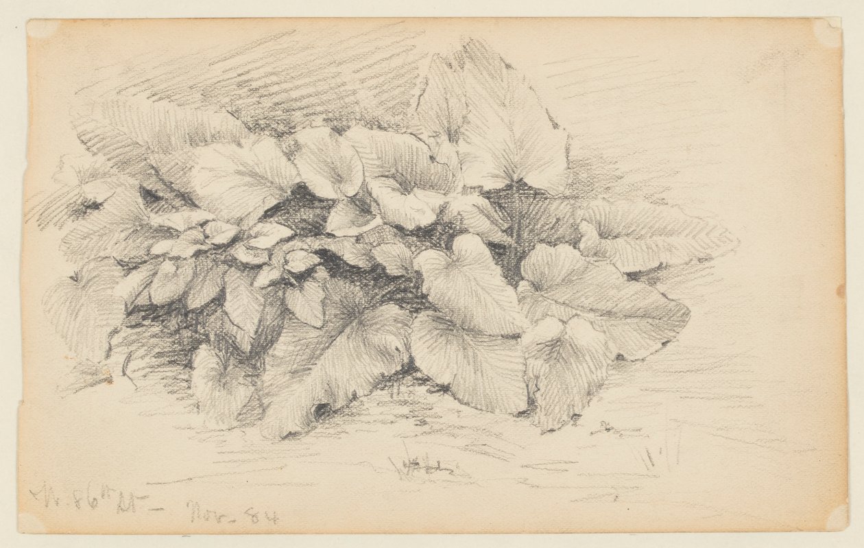 Bir Bitkinin İncelenmesi, Batı 86. Cadde by Walter Clark