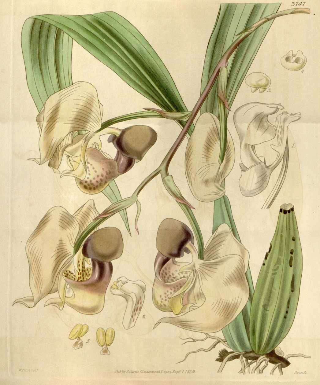 Coryanthes maculata by Walter Hood Fitch