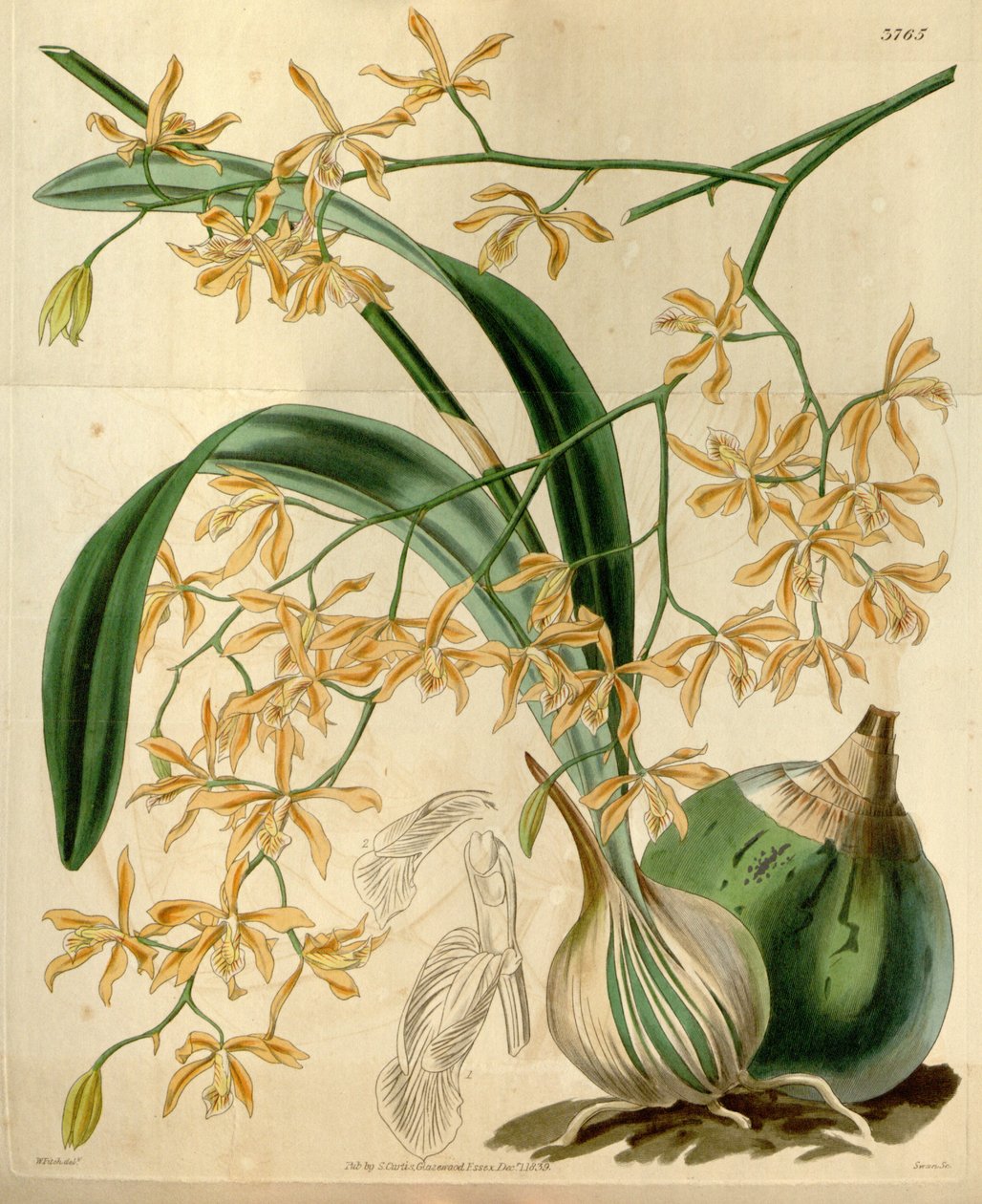Encyclia candollei by Walter Hood Fitch