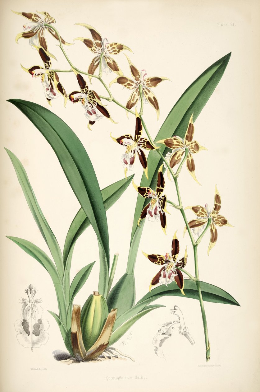Odontoglossum hallii by Walter Hood Fitch