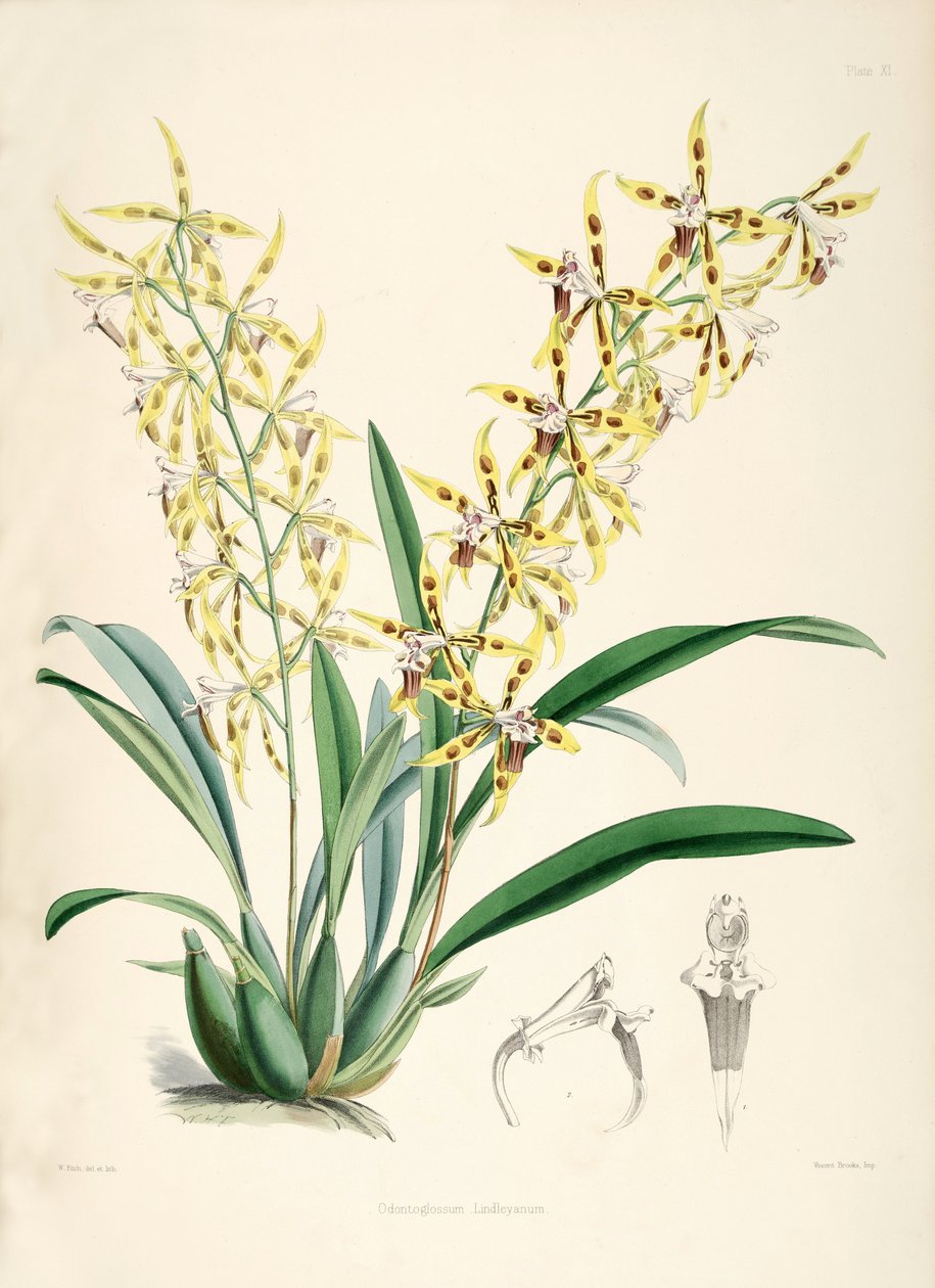 Odontoglossum lindleyanum by Walter Hood Fitch