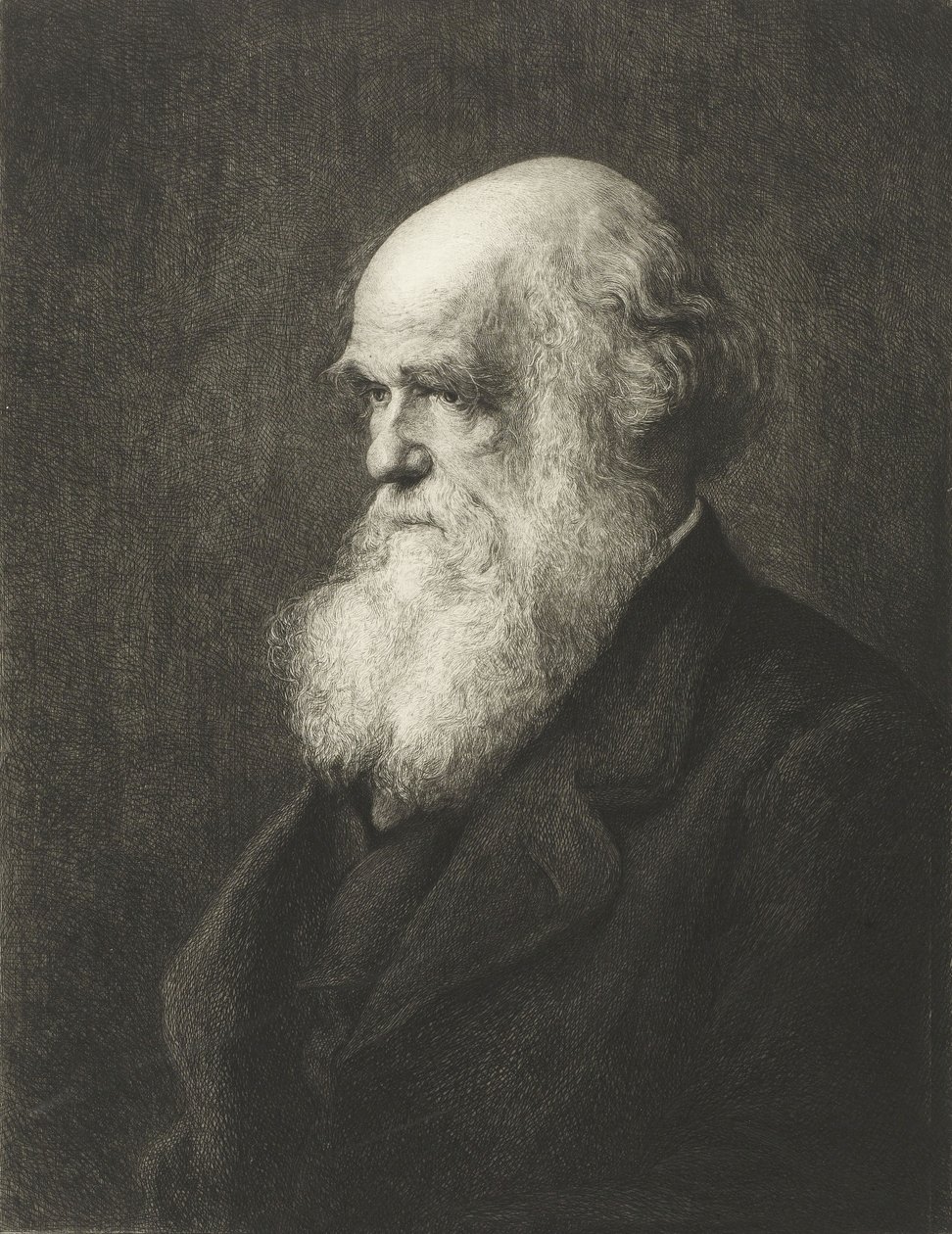 Charles Robert Darwin (gravür) by Walter William (after) Ouless