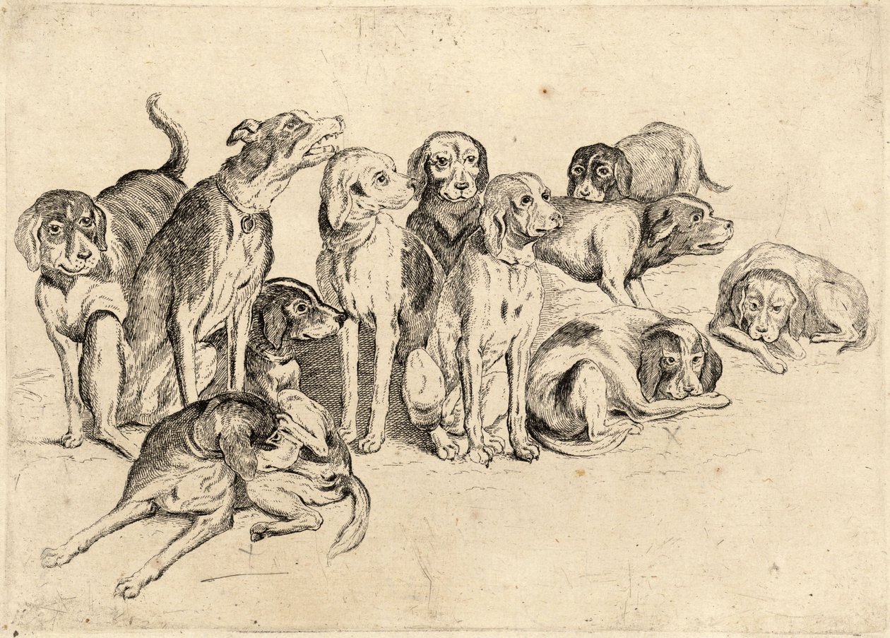 11 tazı by Wenceslaus Hollar