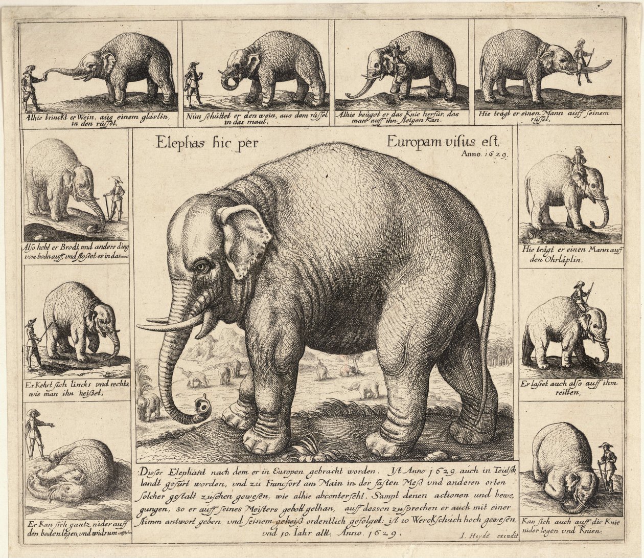 evcil fil by Wenceslaus Hollar