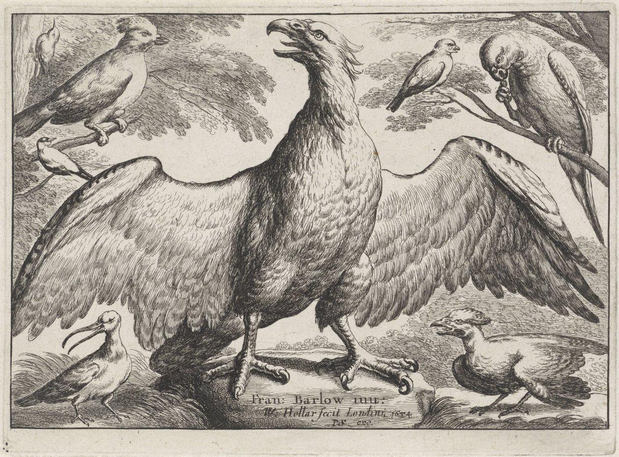 Kartal Farklı kuşlar (dizi adı) by Wenceslaus Hollar