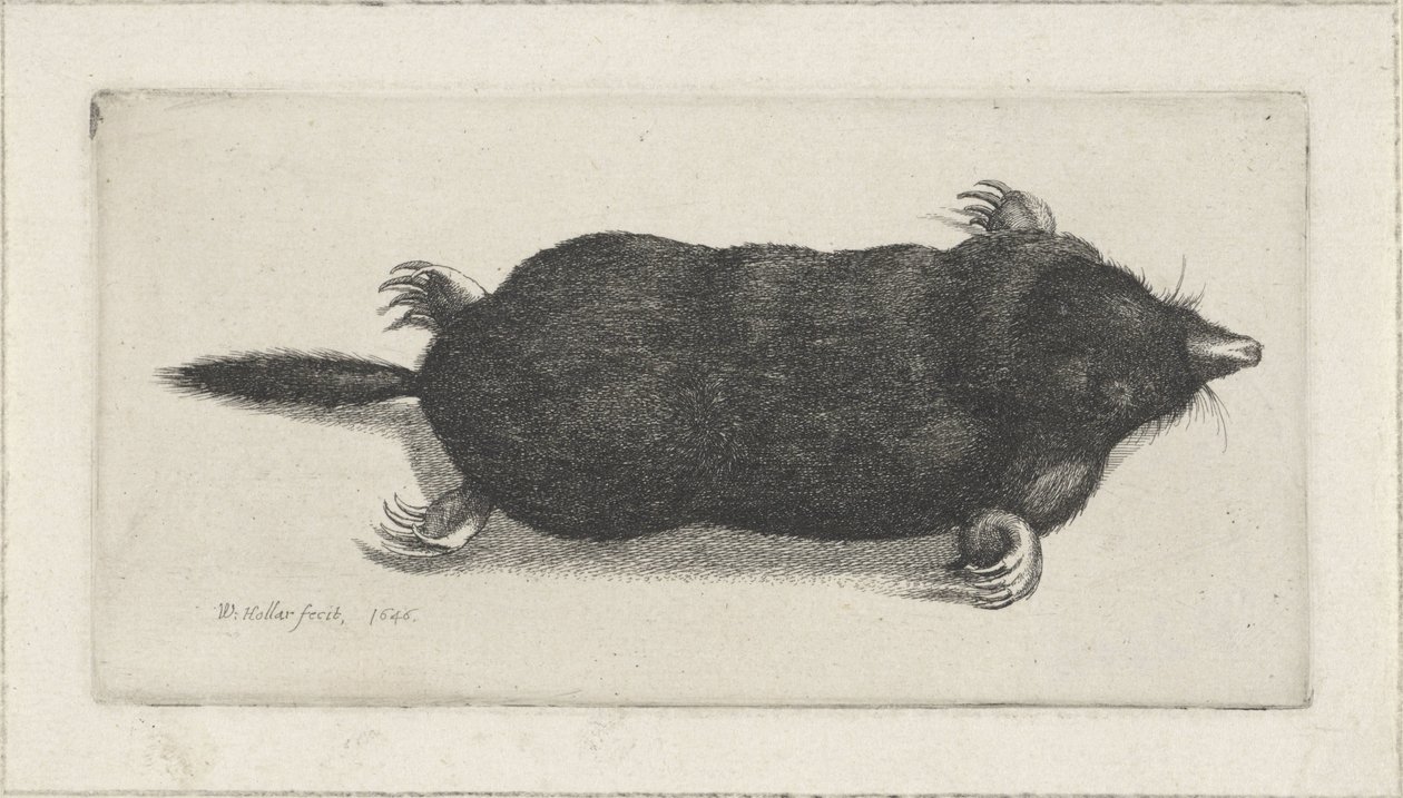 ölü köstebek by Wenceslaus Hollar