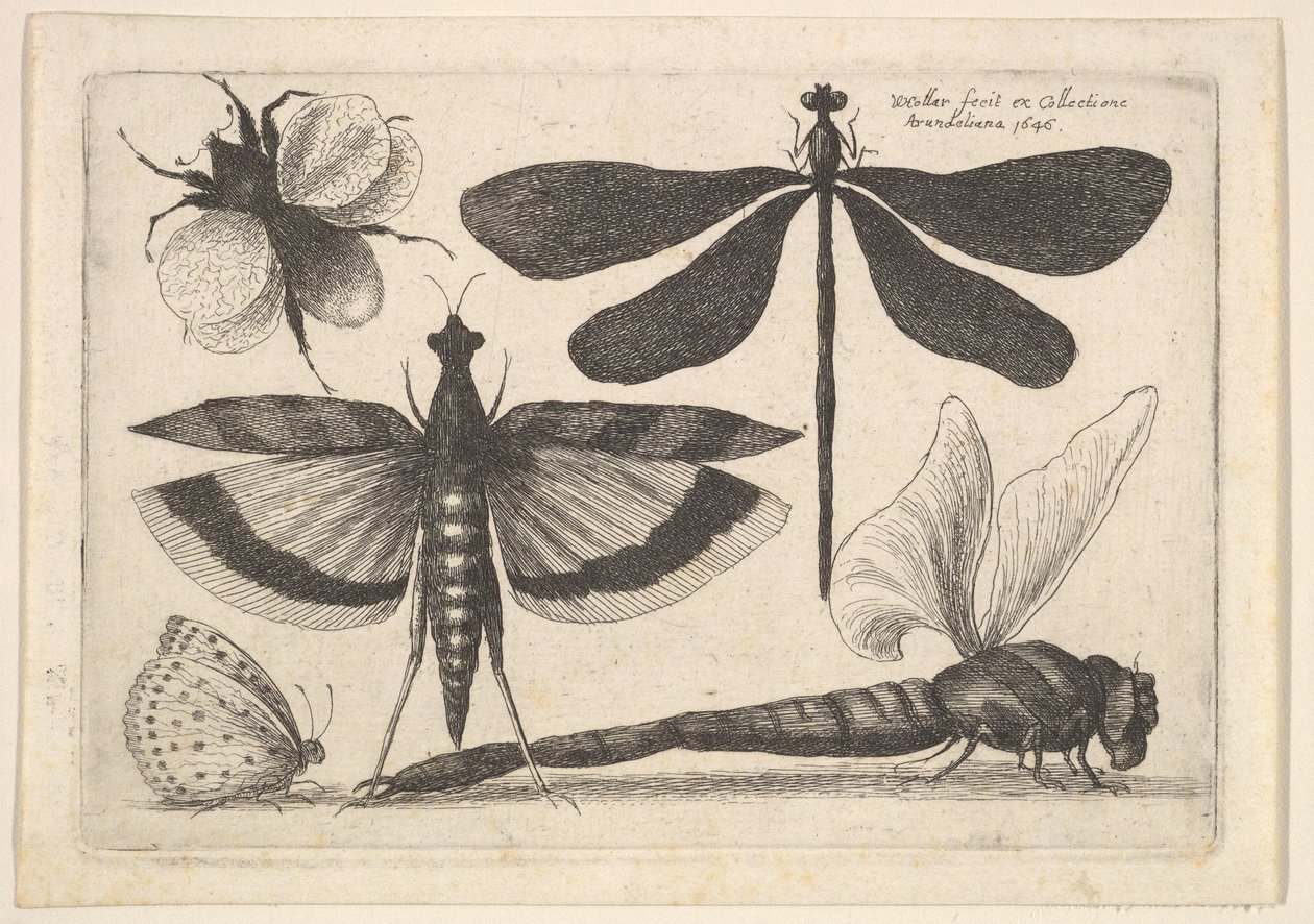 Yusufçuklar ve yaban arısı, 1646. by Wenceslaus Hollar