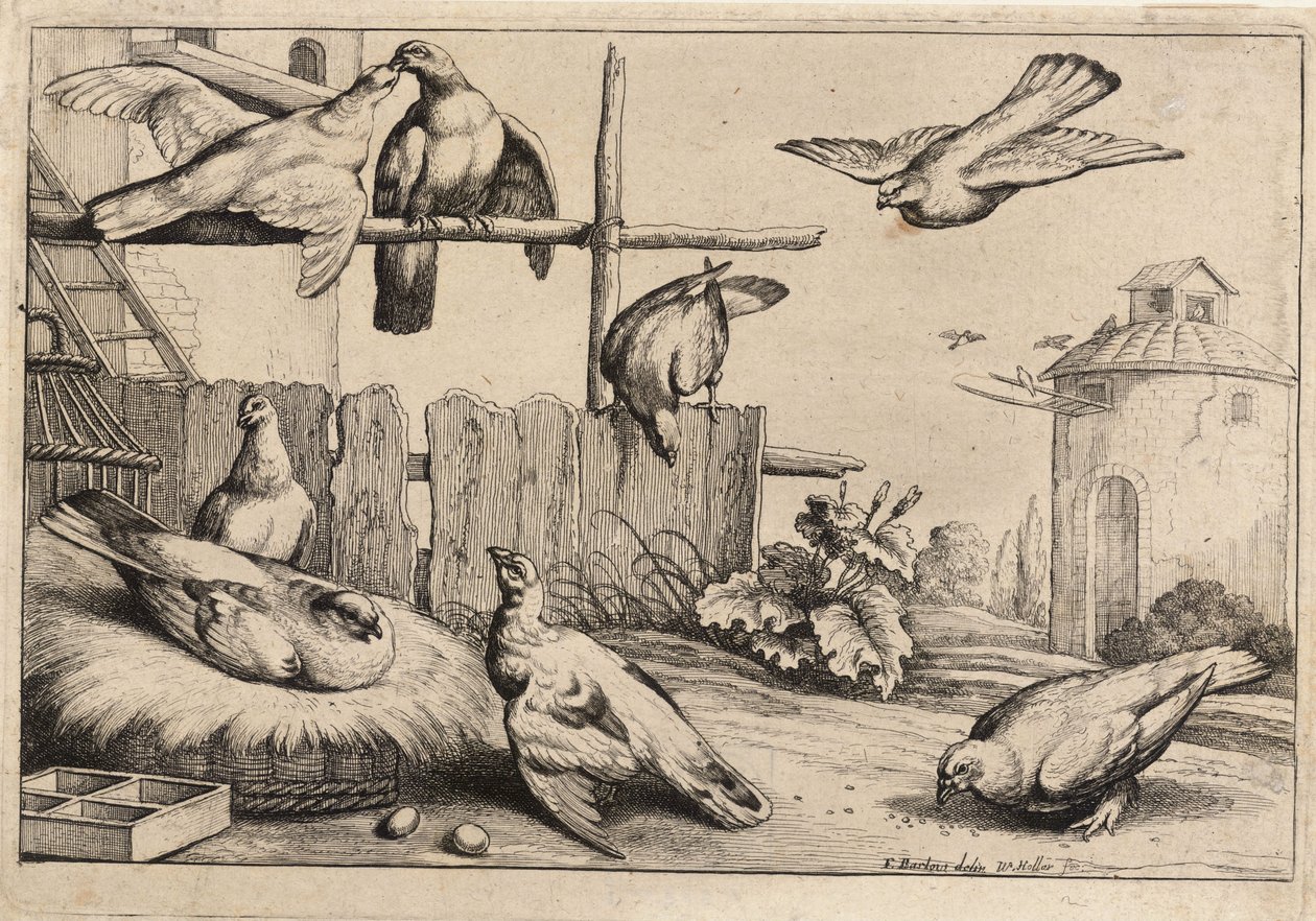 Sekiz güvercin. durum 1 by Wenceslaus Hollar