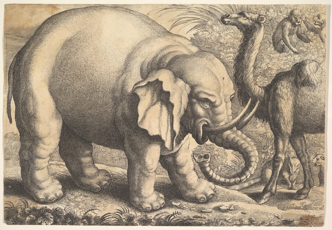 Fil ve Deve, 17. yüzyıl. by Wenceslaus Hollar