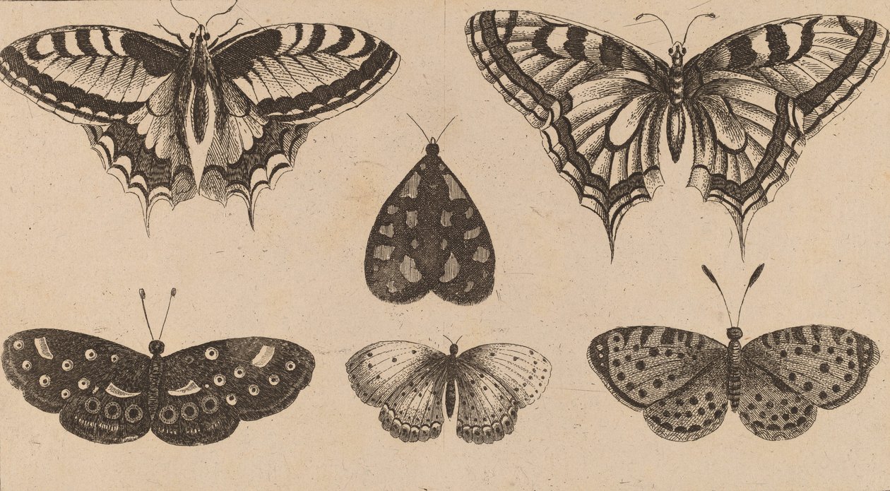 Beş Kelebek ve Bir Güve. by Wenceslaus Hollar
