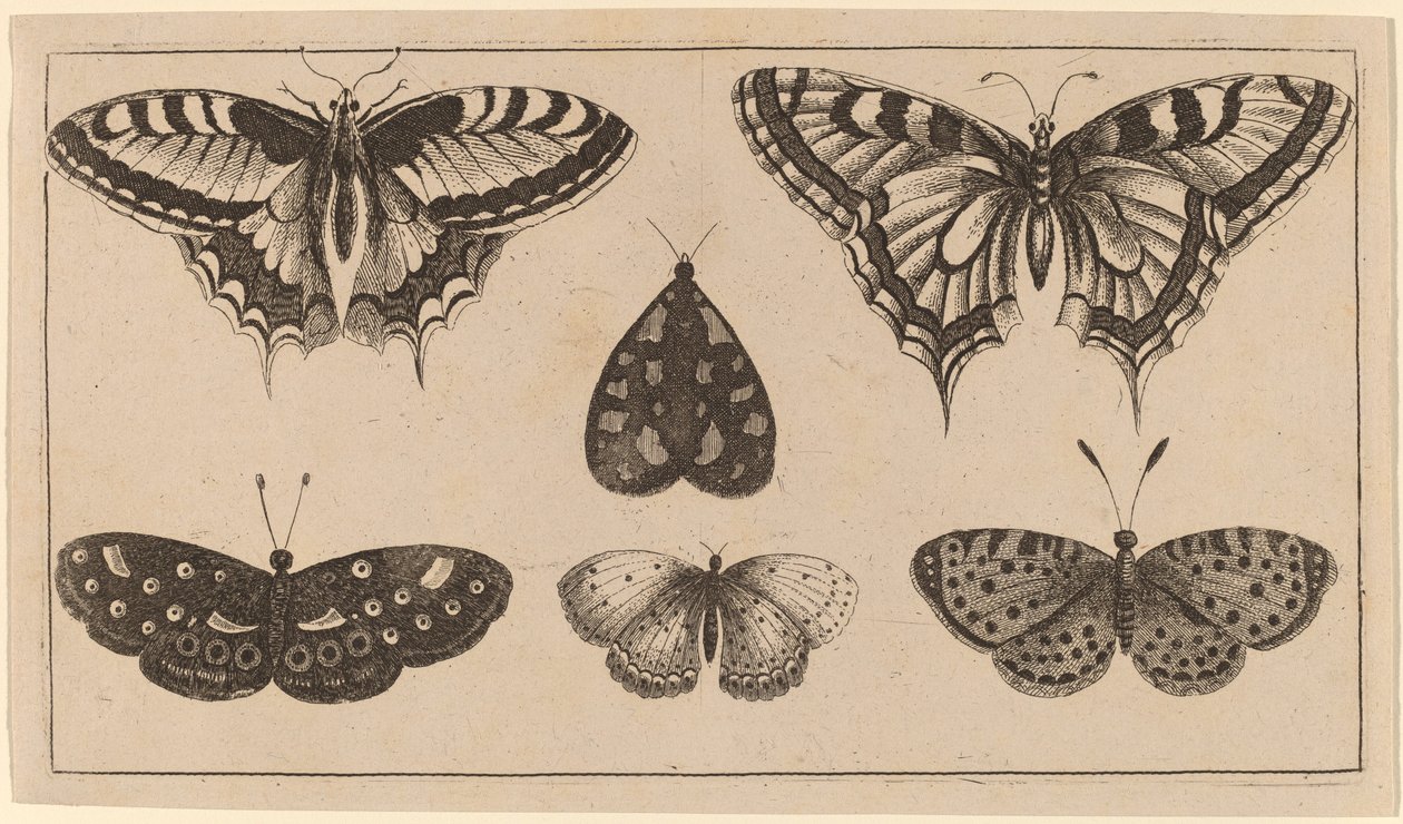 Beş Kelebek ve Bir Güve by Wenceslaus Hollar