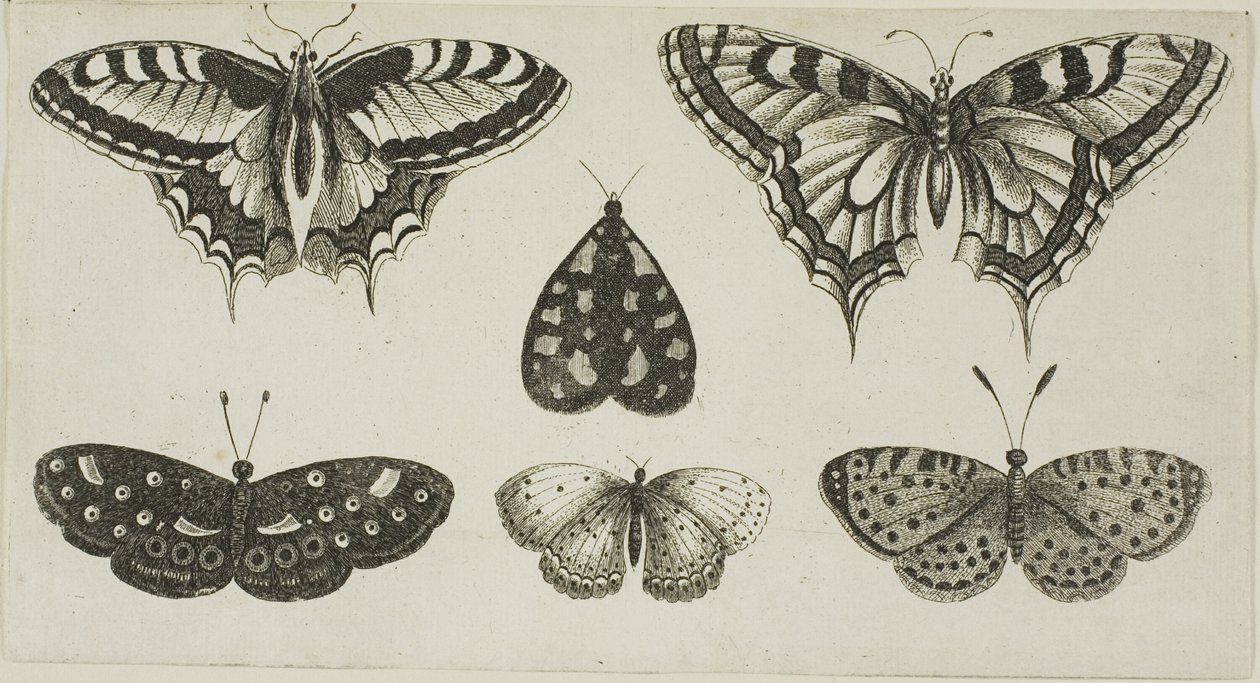 Beş Kelebek ve Bir Güve by Wenceslaus Hollar