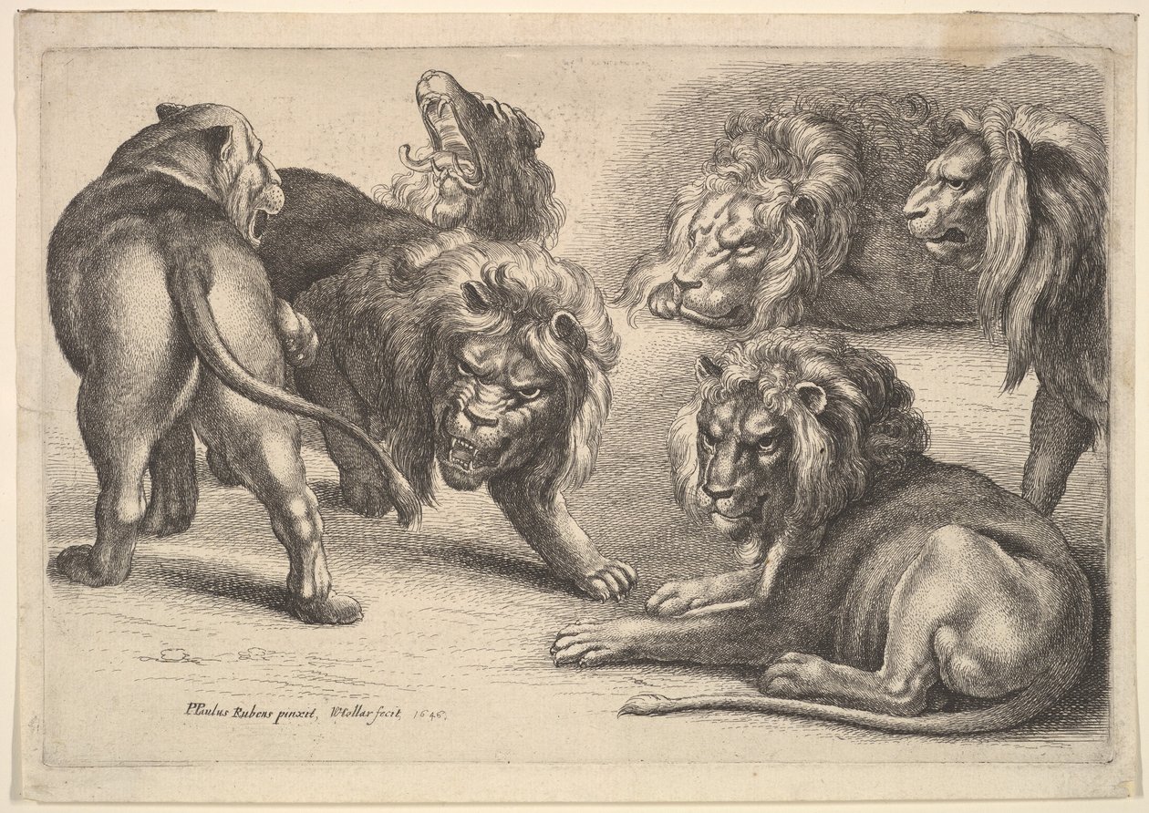 Beş Aslan ve Bir Dişi Aslan, 1646. by Wenceslaus Hollar