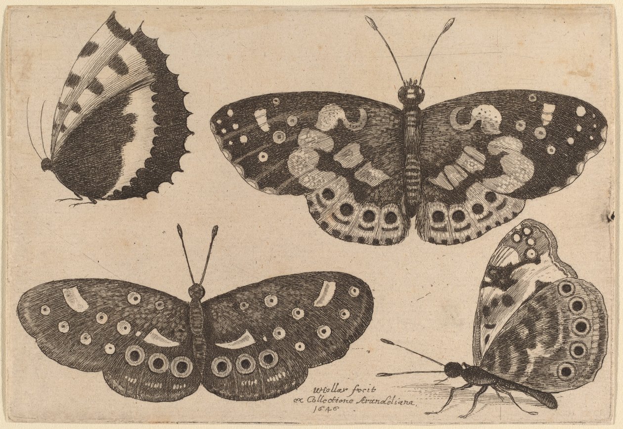 dört kelebek by Wenceslaus Hollar