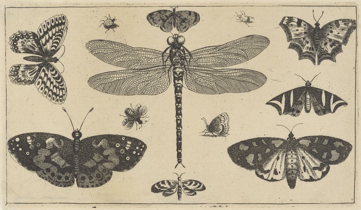 Yusufçuk, uğur böceği ve kelebekler Çeşitli böcekler (dizi başlığı) Diversae Insectorum (dizi adı) by Wenceslaus Hollar