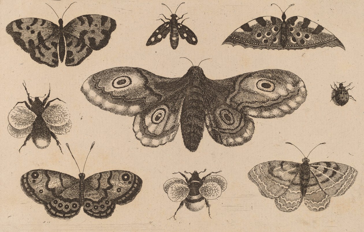 Güve, Kelebekler ve Arılar. by Wenceslaus Hollar