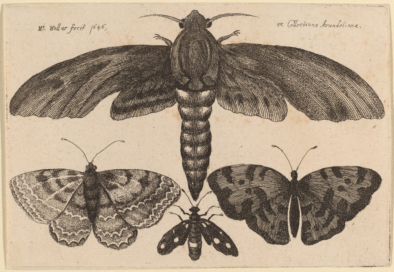 Güve ve Üç Kelebek by Wenceslaus Hollar